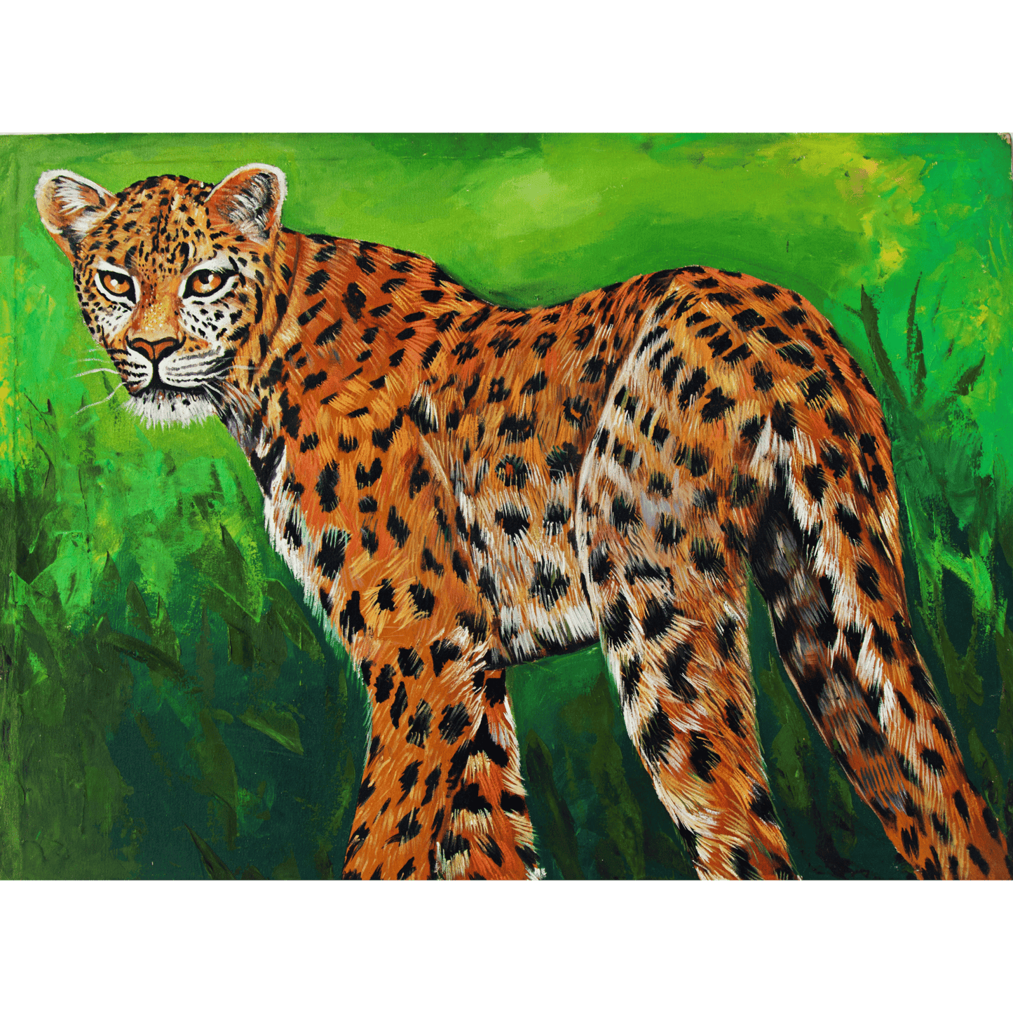 Cheetah